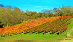 Herbst in den Weingärten von Enzersfeld