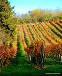 Herbst in den Weingärten von Enzersfeld