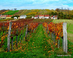 Herbst in den Weingärten von Enzersfeld