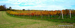 Herbst in den Weingärten von Enzersfeld