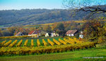 Herbst in den Weingärten von Enzersfeld