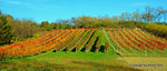 Herbst in den Weingärten von Enzersfeld