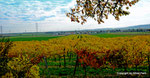 Herbst in den Weingärten von Enzersfeld