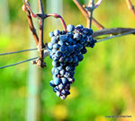 Herbst in den Weingärten von Enzersfeld