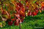 Herbst in den Weingärten von Enzersfeld