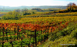 Herbst in den Weingärten von Enzersfeld