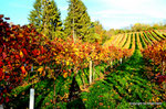 Herbst in den Weingärten von Enzersfeld