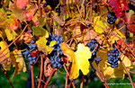 Herbst in den Weingärten von Enzersfeld