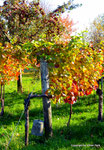 Herbst in den Weingärten von Enzersfeld