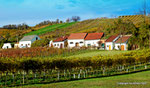 Herbst in den Weingärten von Enzersfeld