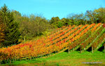 Herbst in den Weingärten von Enzersfeld