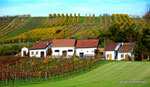 Herbst in den Weingärten von Enzersfeld