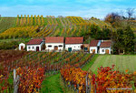 Herbst in den Weingärten von Enzersfeld