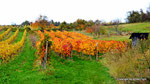 Herbst in den Weingärten von Enzersfeld