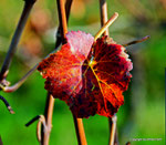 Herbst in den Weingärten von Enzersfeld