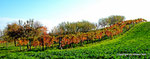 Herbst in den Weingärten von Enzersfeld