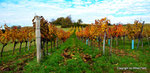 Herbst in den Weingärten von Enzersfeld