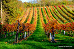 Herbst in den Weingärten von Enzersfeld