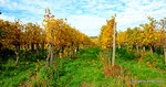 Herbst in den Weingärten von Enzersfeld