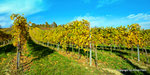 Herbst in den Weingärten von Enzersfeld