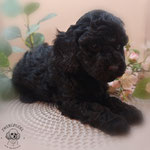 Zwergpudel Welpe black 6 Wochen alt