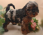 Zwergpudel Welpe black and tan merle 6 Wochen alt
