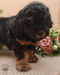Zwergpudel Welpe black and tan 6 Wochen alt