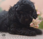 Zwergpudel Welpe black 6 Wochen alt