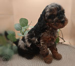 Zwergpudel Welpe black and tan merle 6 Wochen alt