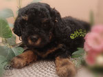 Zwergpudel Welpe black and tan 6 Wochen alt