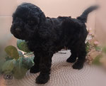 Zwergpudel Welpe black 6 Wochen alt