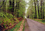 la forêt de Bertranges