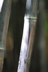 La bambouseraie d'Anduze
