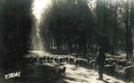 Clairière en forêt des Landes