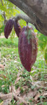 Cacao de Zanzibar (3)