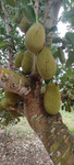 Jackfruit de Zanzibar