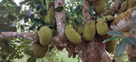 Jackfruit de Zanzibar