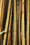 La bambouseraie d'Anduze