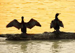 1. Il corteggiamento dei Cormorani - Molo Sud - Pescara.