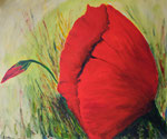Klatschmohn - Acryl 60 x 50 = € 120