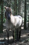 Von fra Teland