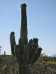 Saguaros