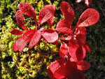 kräftiges Herbst-Rot