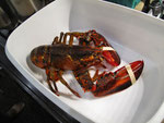unser Lobster - vorher...