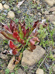 Pitcher Plant - davon gibt es viele...