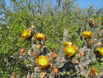 Golden Cholla