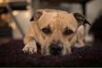 DIEGO, American Staffordshire, Nov. 2016