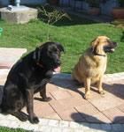 NICO  & JOHN, Labrador-Mix & Leonberger-Mix, April 2011