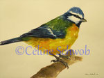 Mésange, aquarelle sur papier, 28cmx38cm, 2022