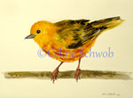 Paruline jaune, aquarelle sur papier, 28cmx38cm, 2023